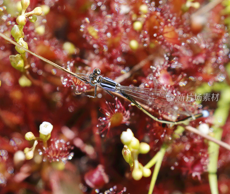 紫菜(Drosera rotundifolia)